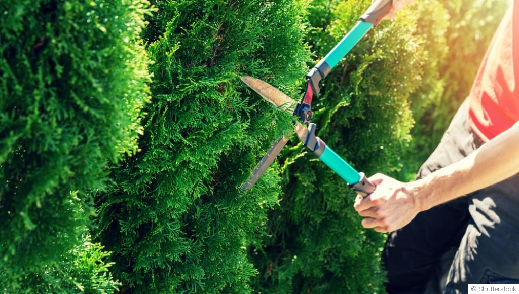 Les aménagements qui protègent naturellement votre jardin du vent