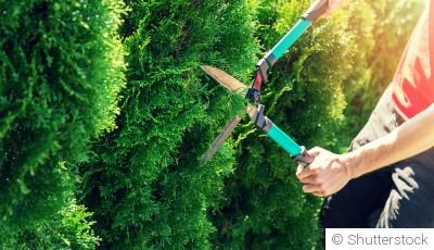 Les aménagements qui protègent naturellement votre jardin du vent