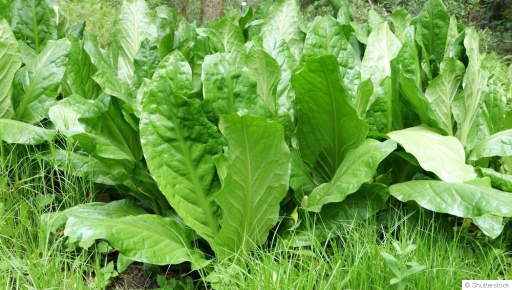 Les légumes asiatiques faciles à cultiver en automne