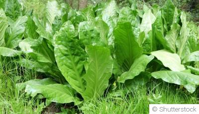 Les légumes asiatiques faciles à cultiver en automne