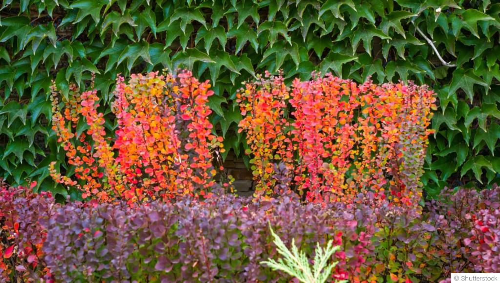 Comment associer les feuillages pour un jardin élégant en automne ?