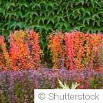 Comment associer les feuillages pour un jardin élégant en automne ?