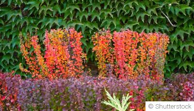 Comment associer les feuillages pour un jardin élégant en automne ?