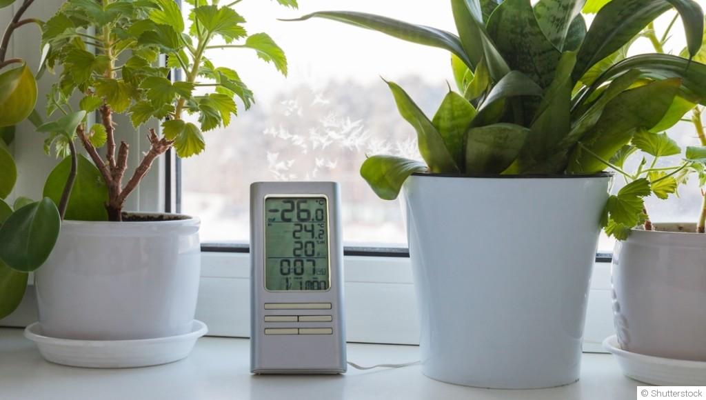 Les plantes d\'intérieur qui apprécient la baisse des températures