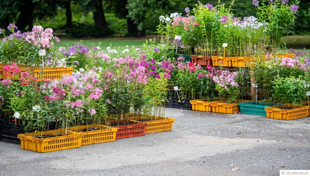 Les fleurs mellifères à planter en automne pour aider les pollinisateurs