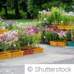 Les fleurs mellifères à planter en automne pour aider les pollinisateurs