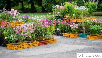 Les fleurs mellifères à planter en automne pour aider les pollinisateurs