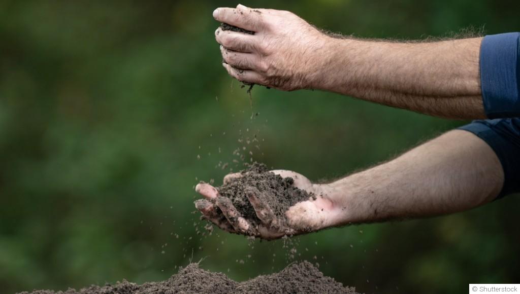 Les cultures qui améliorent naturellement la qualité du sol