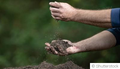 Les cultures qui améliorent naturellement la qualité du sol
