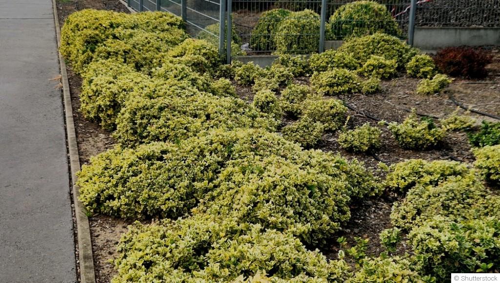 Les plantes couvre-sol qui limitent naturellement les mauvaises herbes