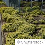 Les plantes couvre-sol qui limitent naturellement les mauvaises herbes
