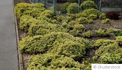 Les plantes couvre-sol qui limitent naturellement les mauvaises herbes