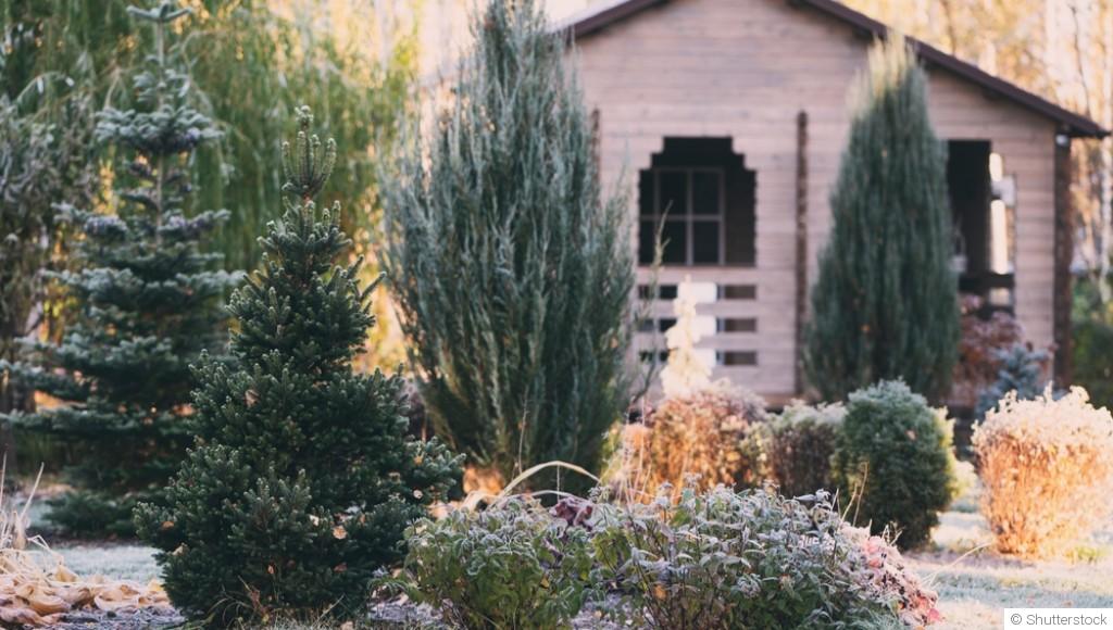 Quels arbres et arbustes planter en novembre ?