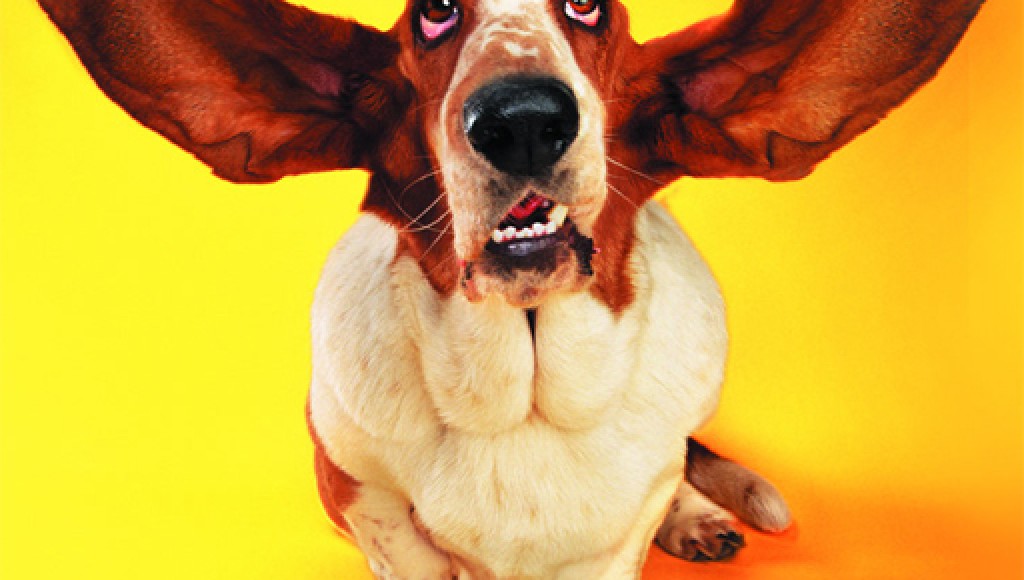 Funny Cats and Dogs Puzzle