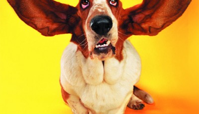 Funny Cats and Dogs Puzzle