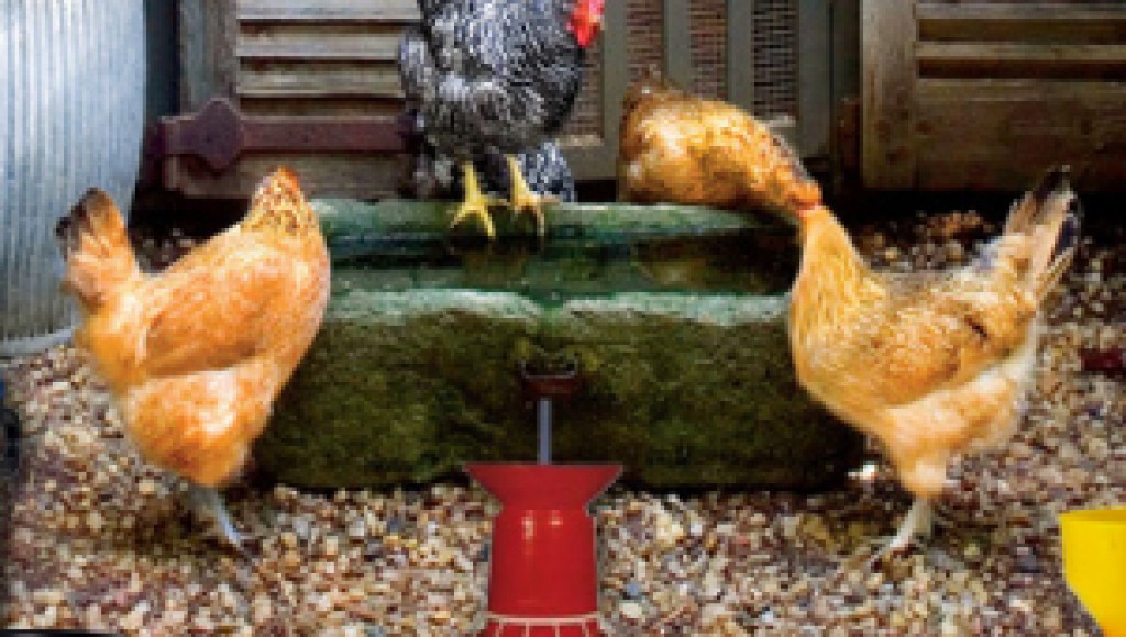 Poultry Farm Easter Escape