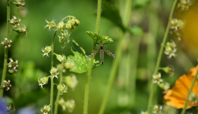 3 insectes utiles à votre jardin
