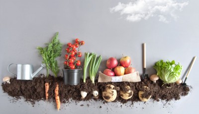 5 bonnes raisons d’avoir un potager