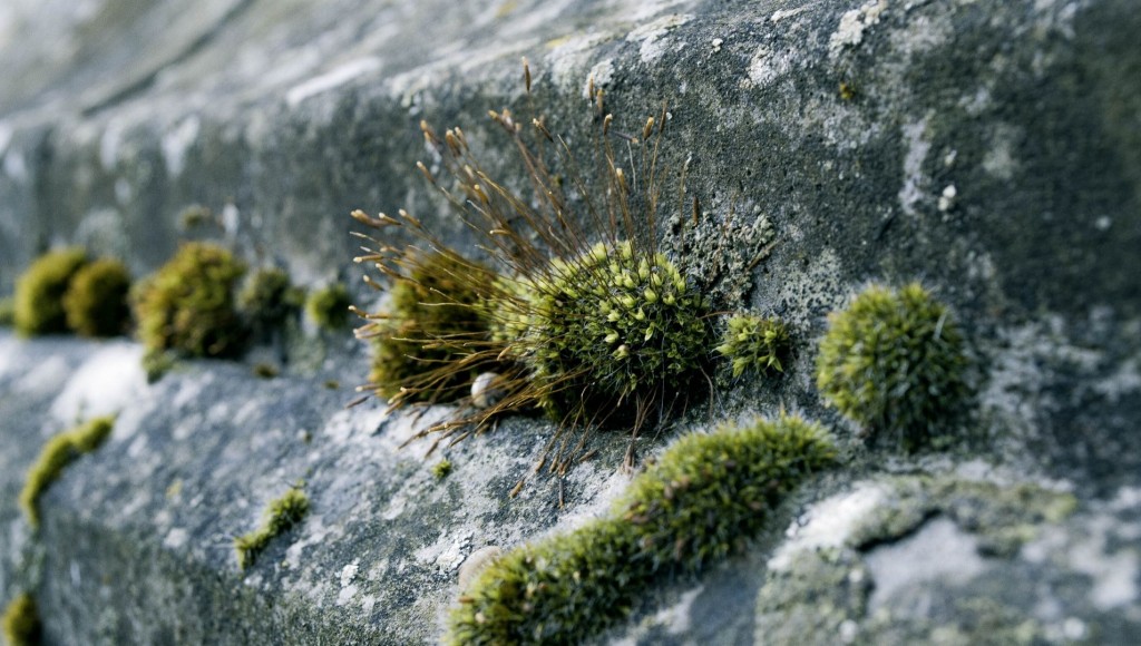 A quoi sert l’humus pour le jardinier ?