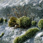 A quoi sert l’humus pour le jardinier ?