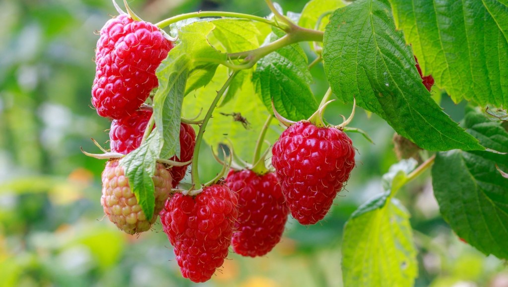 Comment cultiver des framboises dans votre jardin ?