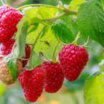 Comment cultiver des framboises dans votre jardin ?