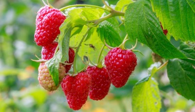 Comment cultiver des framboises dans votre jardin ?
