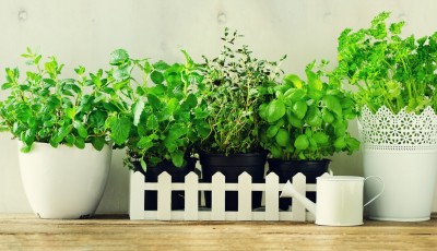 Comment cultiver les plantes aromatiques dans votre jardin ?