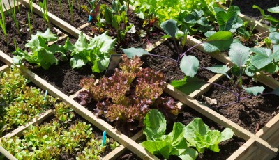 Comment et pourquoi mettre en place la rotation des cultures ?