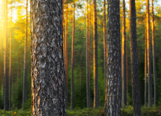 L’écorce de pin : le puissant anti-oxydant en plein essor