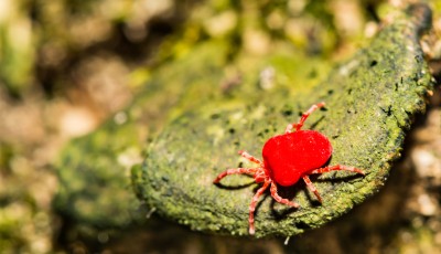 L\'aoûtat, qu\'est ce que c\'est ?