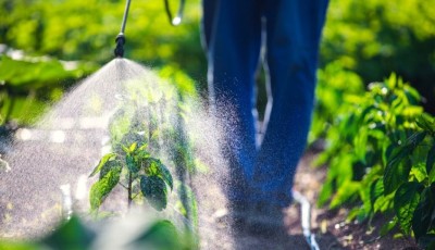 Quels sont les dangers des pesticides ?