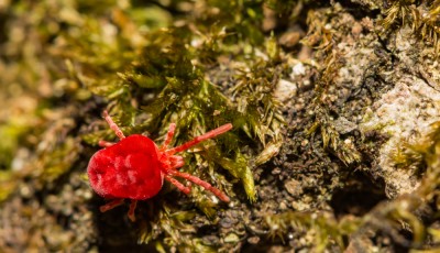 Comment reconnaitre et soigner une piqûre d\'aoûtat ?