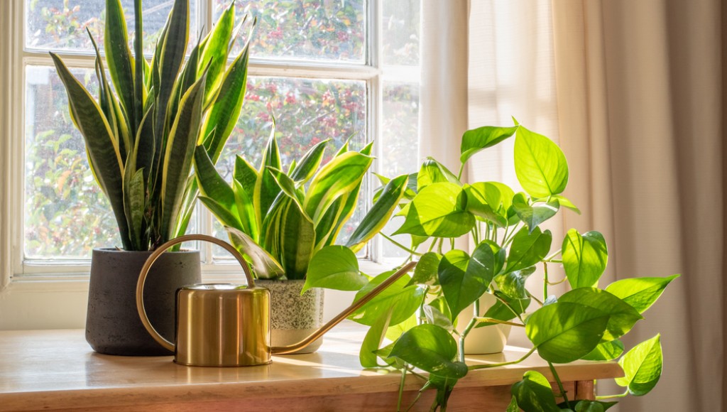 3 conseils pour entretenir ses plantes d\'intérieur