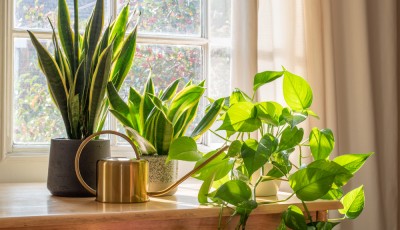 3 conseils pour entretenir ses plantes d\'intérieur
