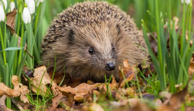 7 choses à connaître si vous trouvez un hérisson dans votre jardin