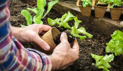 Quoi planter en juin ?