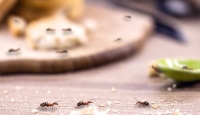 Comment chasser les fourmis dans la maison ?