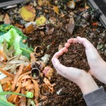 Compost maison : comment commencer facilement