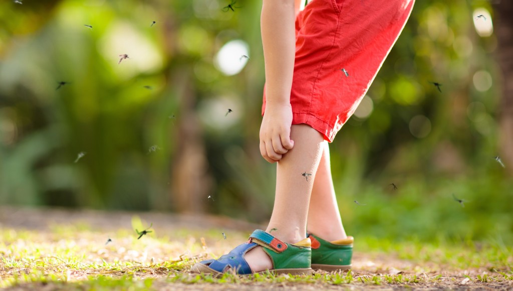 Comment se protéger des moustiques en été ?