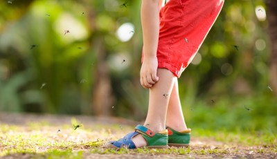 Comment se protéger des moustiques en été ?