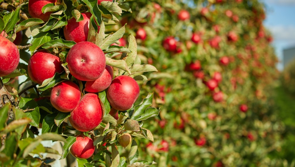 Comment entretenir les arbres fruitiers ?
