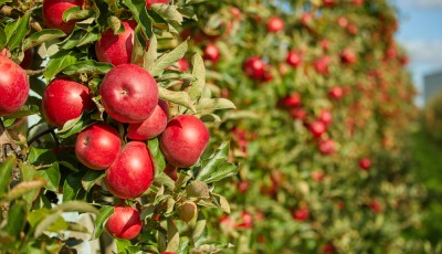Comment entretenir les arbres fruitiers ?