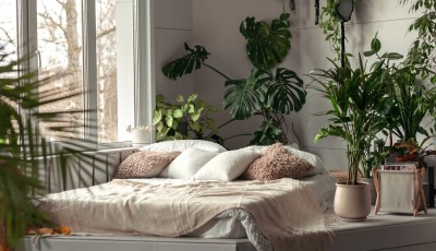 Les bienfaits des plantes d\'intérieur pour votre santé