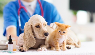 Quels sont les vaccins obligatoires pour votre animal de compagnie ?