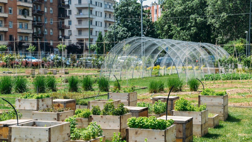 Astuces pour un jardin potager en ville