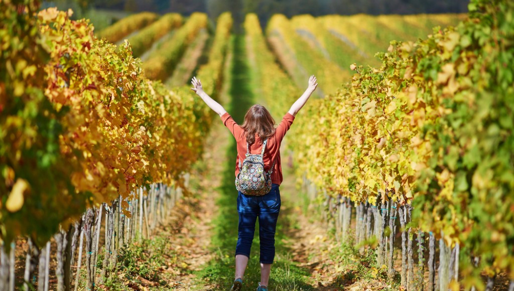 Oenotourisme : les 5 régions viticoles françaises à visiter