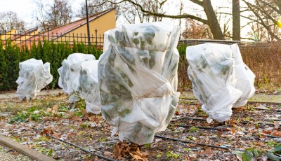 Que faire dans son jardin en février ?