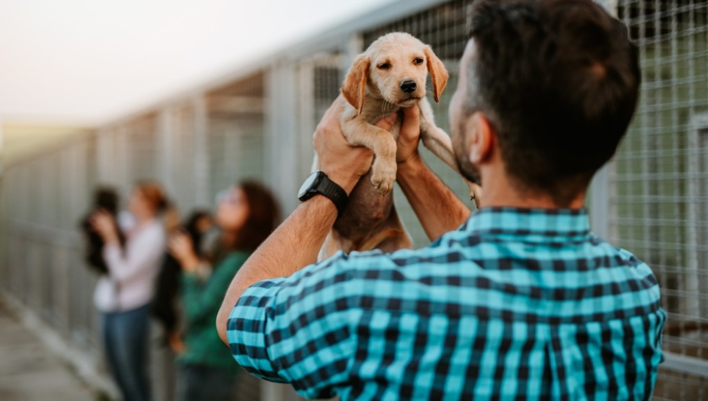 Adopter un animal de compagnie : responsabilités et obligations