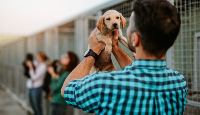 Adopter un animal de compagnie : responsabilités et obligations